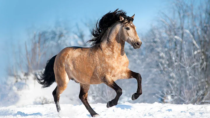 Let’s confuse the non equestrians 🤭