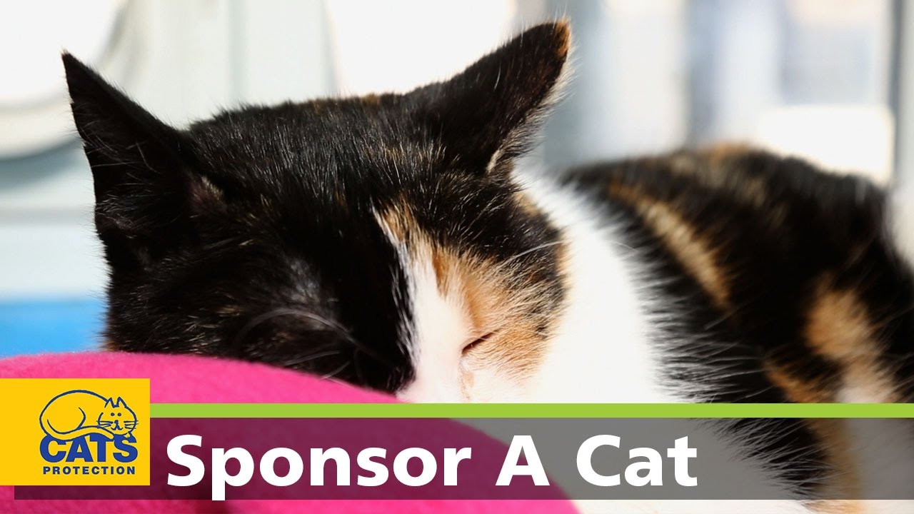 petco hours Gabrielle - Meet the Cats Protection Sponsor Cats, episode 3