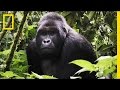 Close Gorilla Encounter | Explorer