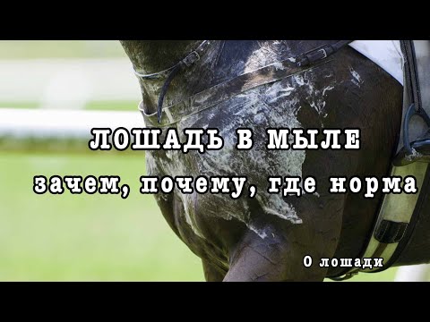 ЛОШАДЬ В МЫЛЕ: зачем, почему, где норма . О пене . Бонус - как предотвратить заклейки