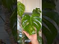 Monstera Love ! Will forever me my Favorite 🌿 #shorts #plants