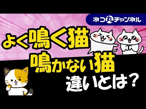 ネコ丸チャンネル - YouTube