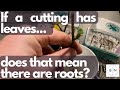 If cutting has leaves, will it always have roots?