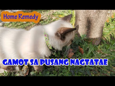 Video: Paggamot Ng Pagtatae Sa Mga Pusa