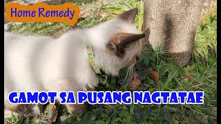 Homemade na gamot sa pagtatae, sugat at pagkalagas ng balahibo ng pusa. Natural and chemical free