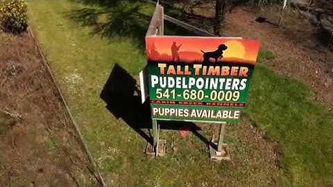 TALLTIMBER PUDELPOINTERS
