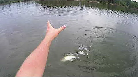 Shearon Harris Late Summer Bass Fishing