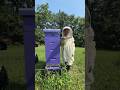 Our 9 year old’s own beehive
