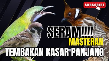 MASTERAN BURUNG JUWARA!!!  CUNGKOK - KINOI - JINGJING - KHASSS MENJERIT LAYAKNYA MESIN JAHIT