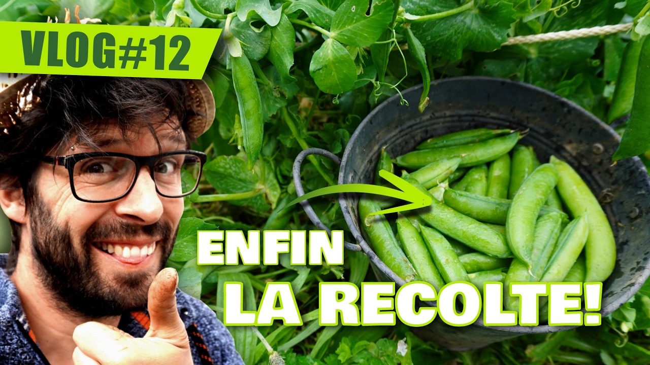 VLOG potager 12 /// Taille TOMATES, entretien potager et RECOLTE petits pois
