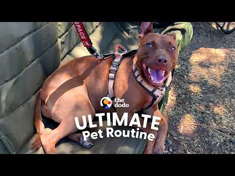 Couple Faces Their Biggest Camping Fear For Their Dogs | The Dodo