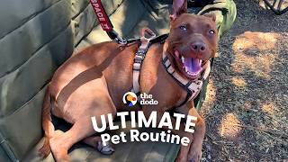 couple faces their biggest camping fear their dogs dodo