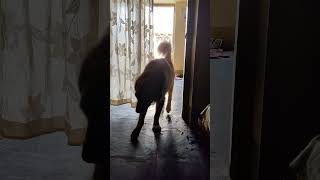 #impulse #control #dog #dogcoach #dogtraining