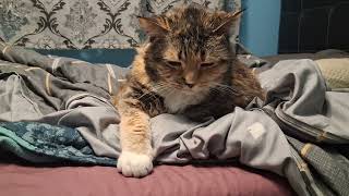 Adorable Cat Chills: Cozy Lying Like a Pro 🐱💤 screenshot 1