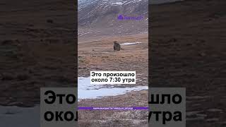 На Иссык-Куле встретили медведя