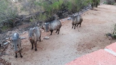 An aggressive javelina launches an attack on another, and Blaze goes nose to nose with one 05122021
