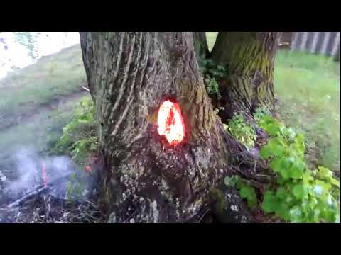 молния попала в дерево и оно горит внутри ствола