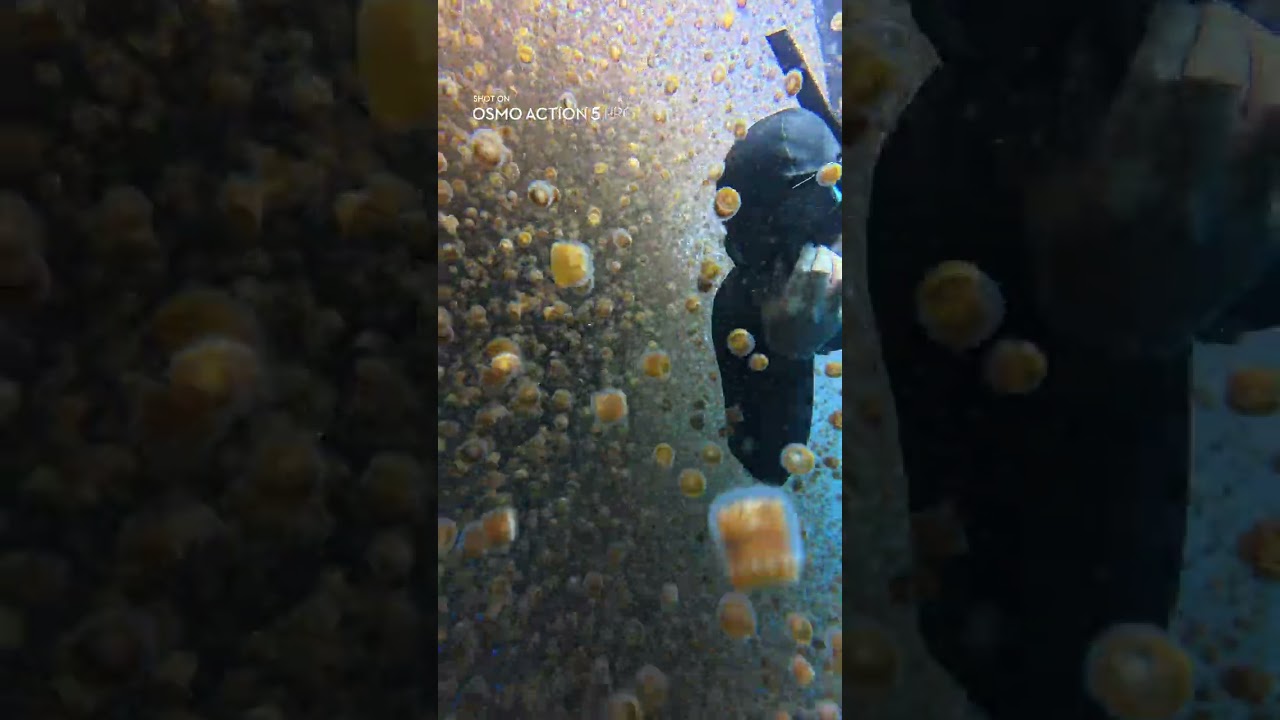 DJI OSMO Document More, Disturb Less YouTube title card