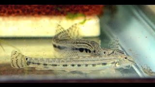 Cobitis loach feeding video- A peek into a QT tank