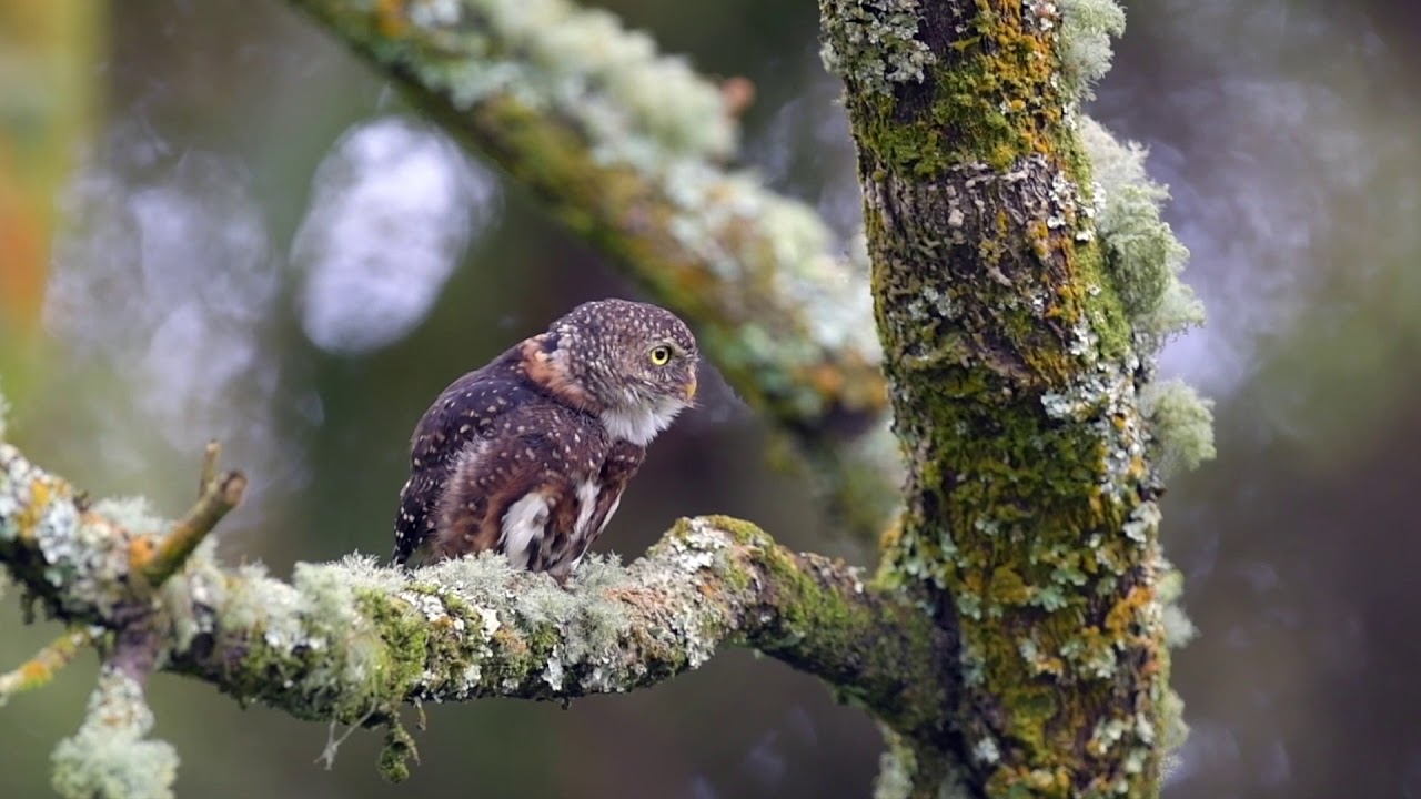 Costa Rican Pygmy Owl 