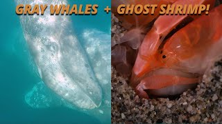 Salish Sea Wild: The Case of the Wandering Whales