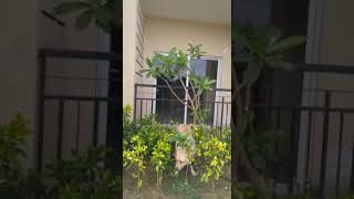 Grass eating labrador dog