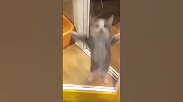 Happi Happi Happi Shorts Happyhappyhappy Catmemes Cat Meme Trending Spydezz 