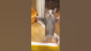 Thumbnail of happi happi happi #shorts #happyhappyhappy  #catmemes #cat  #meme #trending #spydezz