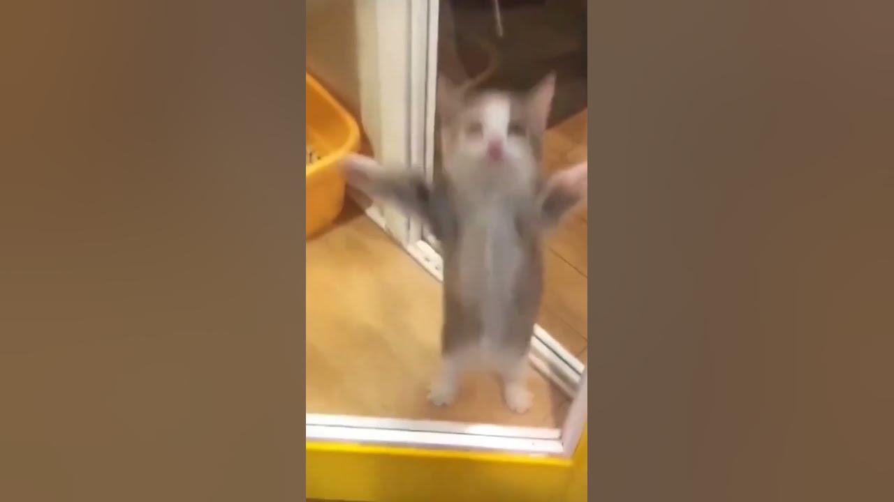 happi happi happi #shorts #happyhappyhappy  #catmemes #cat  #meme #trending #spydezz
