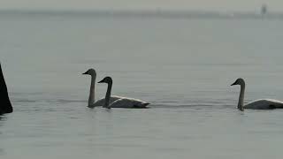 Swan Pre-Flight Parade Cottage 3 14 24