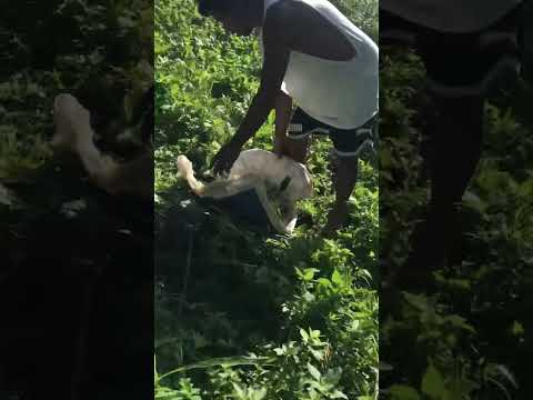 Satisfying Harvest Today Farming Mybackyardgarden Highlights Backyardgardening Ytshorts Viral 