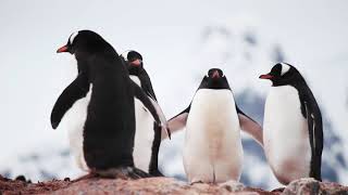 The Best Relaxing Music   Penguins   Sleep Relaxing Music   2 Hours   HD 1080P 720p screenshot 1