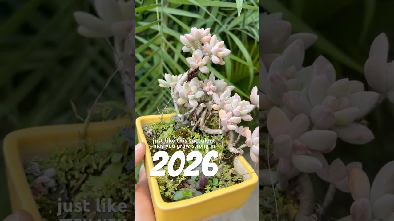 Just like this succulent, may you grow strong in 2026 