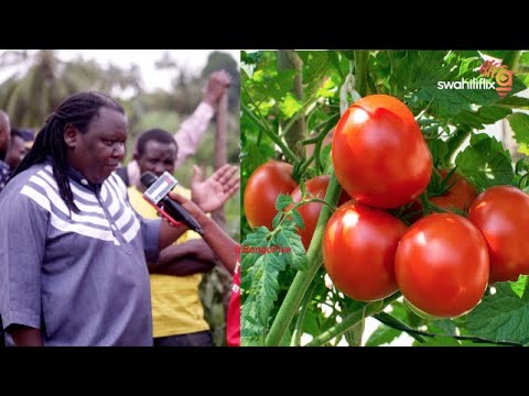 Video: Salmonella Katika Nyanya Na Wanyama Wa Kipenzi? Pointi Tisa Za Kujua