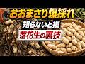 まだ播けるよ!落花生おおまさりの育て方と大量収穫のコツ