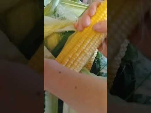 Как Правильно Варить Кукурузу