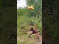 Chaba has never seen this in the forest