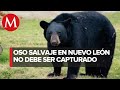 Incorrecto atrapar a oso en Nuevo León: Activista