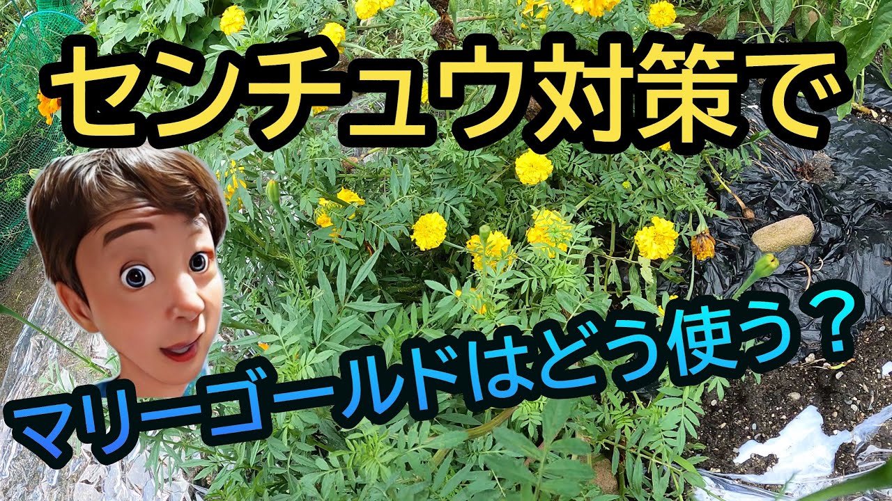マリーゴールド で センチュウ 対策 楽しい家庭菜園 Youtube マリーゴールド で センチュウ 対策 楽しい家庭菜園 Youtube