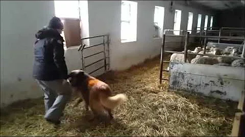 Jaké jsou onemocnění ovcí?