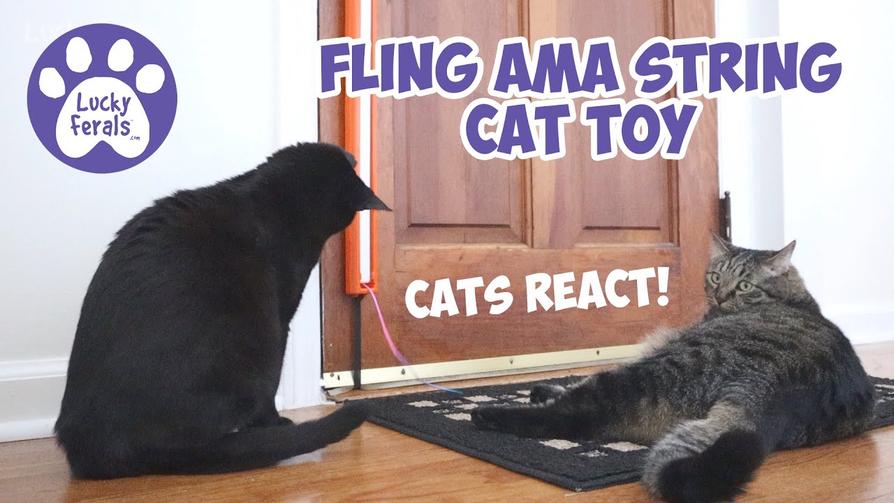 FLING-AMA-STRING - MOODY PET - WAG • PURR • LAUGH