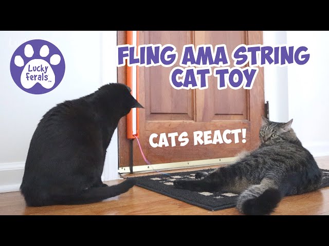 Cats React To Fling Ama String Cat Toy
