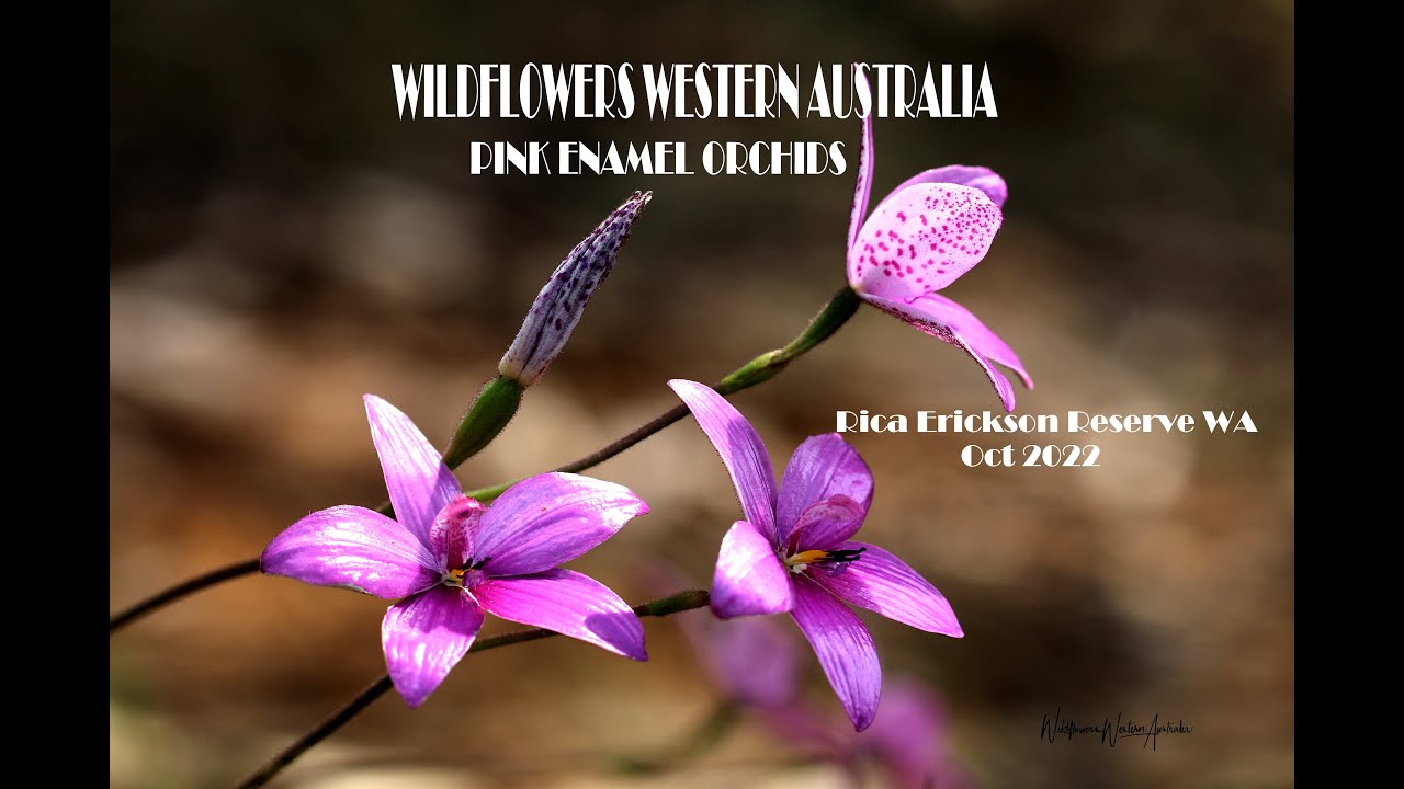 Where to find Pink Enamel Orchids  WA -Wildflowers Western Australia Joanne Sharpe