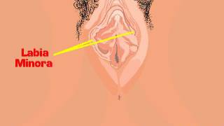 Female Anatomy In English I Planet Women Ivf Centre I