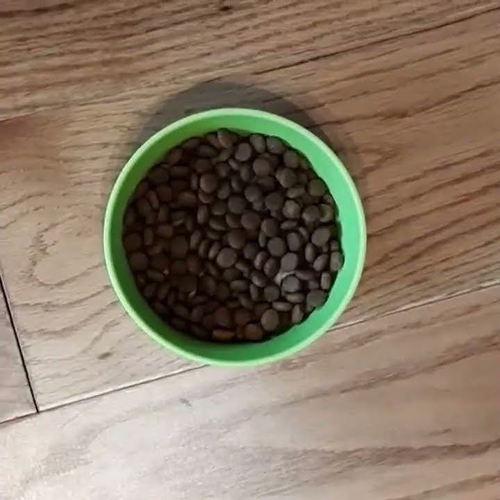Yora Cat Food - Taste Test