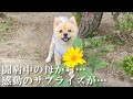【実家ルーティン】闘病中の母から実家の家事を託された30歳独身息子と愛犬の一日