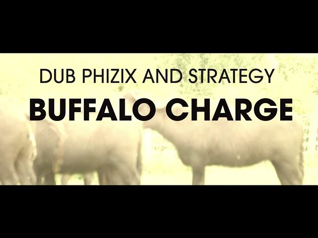 Dub Phizix - Buffalo Charge Lyrics