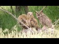 Great Horned Owl Family