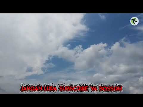 SP WALET INI SEPERTI HIPNOTIS, BIKIN GEDUNG TTANGGA PADA SEPI, BUKTIKAN SENDIRI BOS QU III REUPLOAD