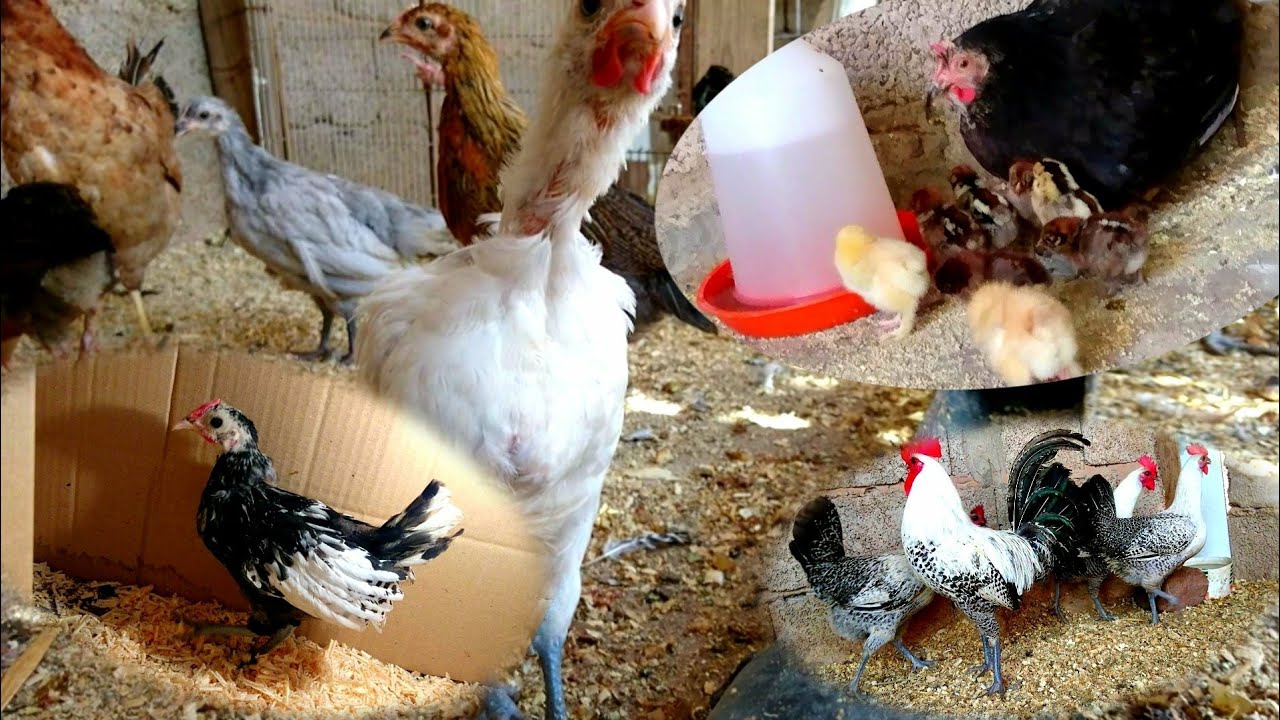 تربية الدجاج. آخر تطورات المزرعة 0707649368 ☎️